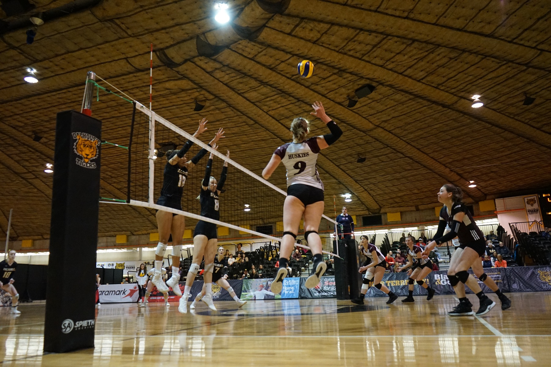 Tigers top Huskies 3-0 in volleyball